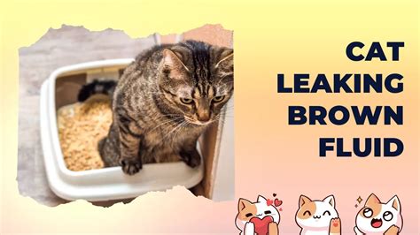 Cat Leaking Brown Fluid From Anus – Vet Explains Pets